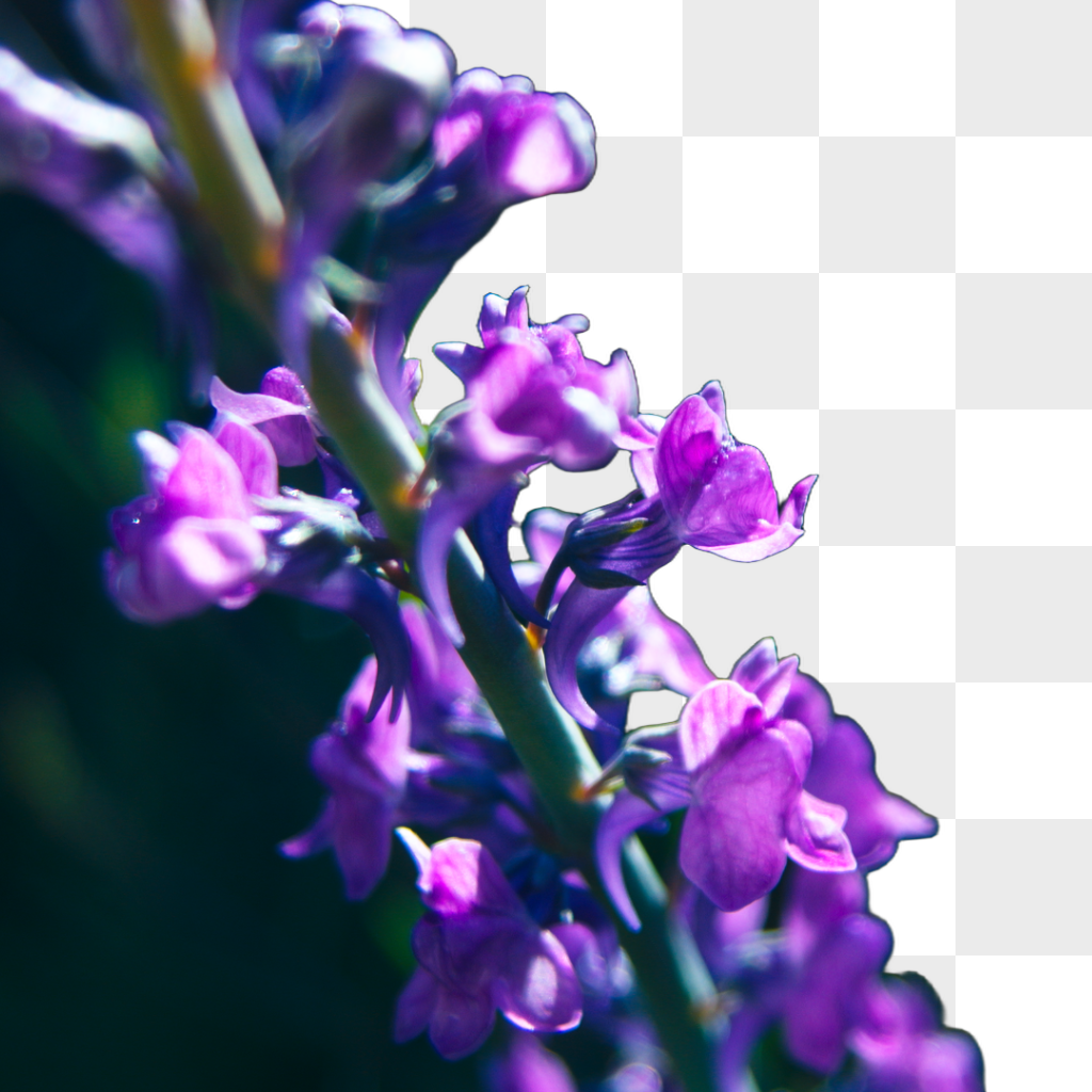 Background Remover